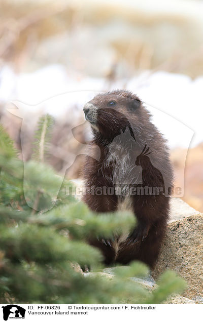 Vancouver-Murmeltier / Vancouver Island marmot / FF-06826