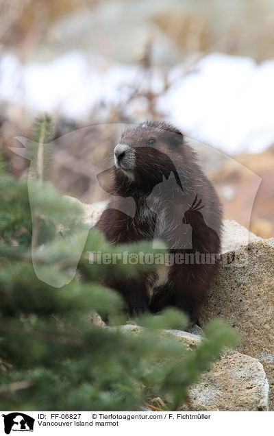 Vancouver Island marmot / FF-06827