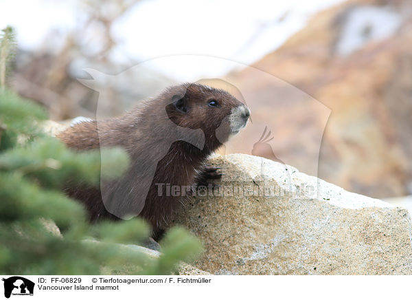 Vancouver Island marmot / FF-06829