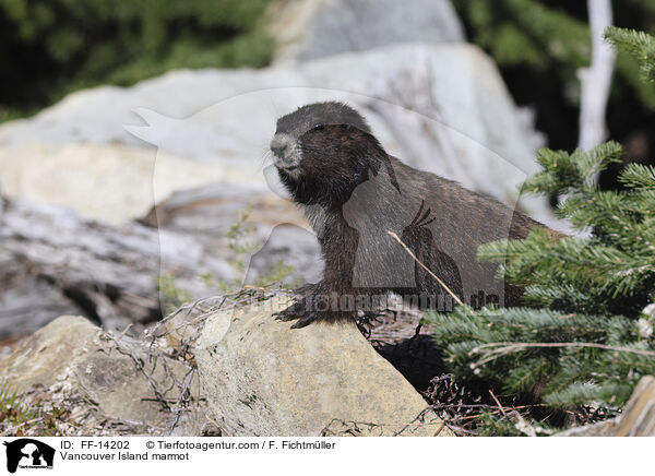 Vancouver Island marmot / FF-14202