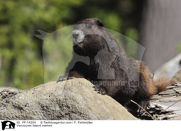 Vancouver Island marmot / FF-14204