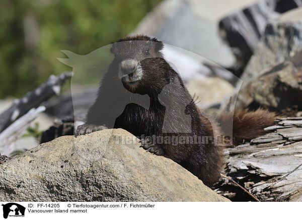 Vancouver Island marmot / FF-14205