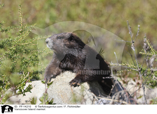 Vancouver Island marmot / FF-14210