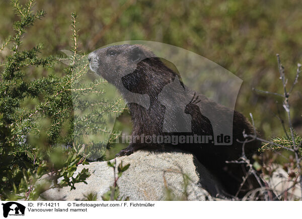 Vancouver Island marmot / FF-14211