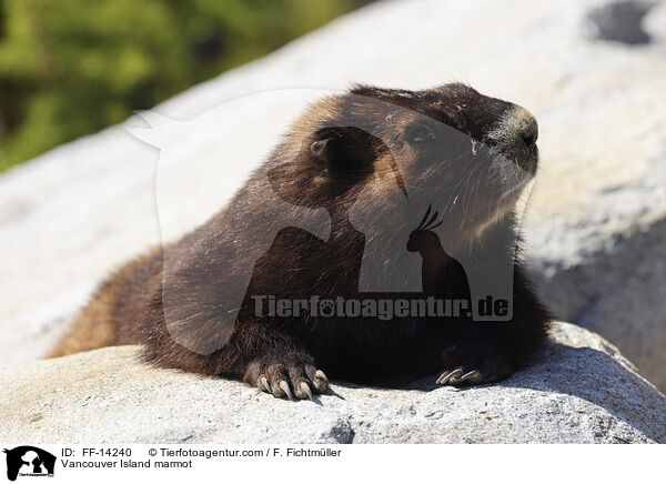 Vancouver Island marmot / FF-14240