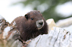 Vancouver Island marmot