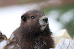 Vancouver Island marmot