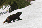 Vancouver Island marmot