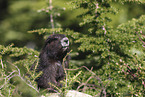 Vancouver Island marmot