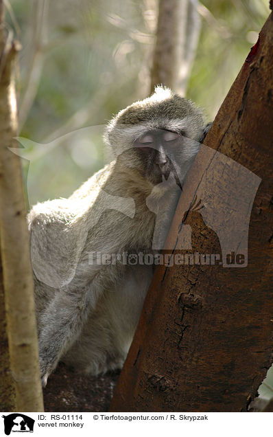 Grnmeerkatze / vervet monkey / RS-01114