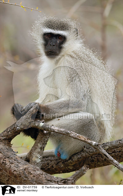 vervet monkey / DV-01759