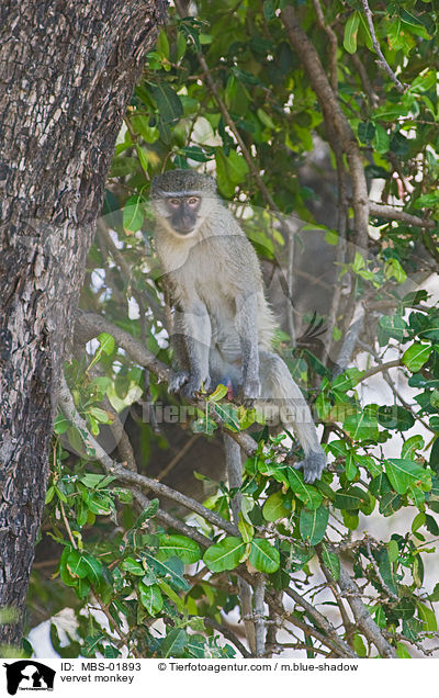 Grne Meerkatze / vervet monkey / MBS-01893