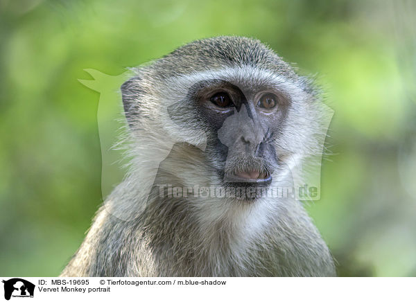 Grne Meerkatze Portrait / Vervet Monkey portrait / MBS-19695