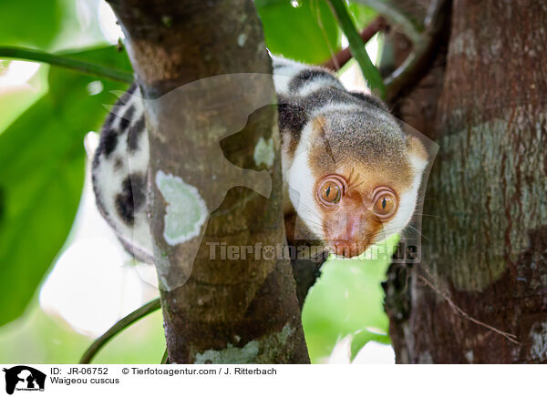 Waigeo-Tpfelkuskus / Waigeou cuscus / JR-06752