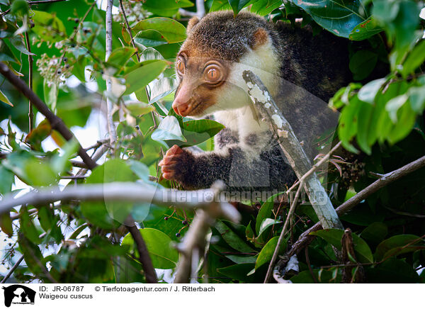 Waigeo-Tpfelkuskus / Waigeou cuscus / JR-06787