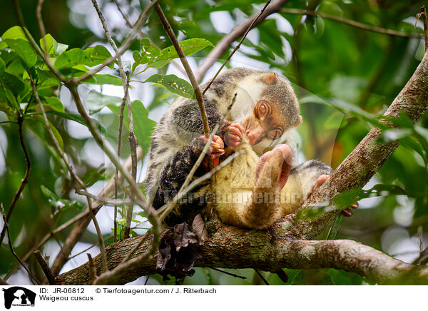 Waigeo-Tpfelkuskus / Waigeou cuscus / JR-06812