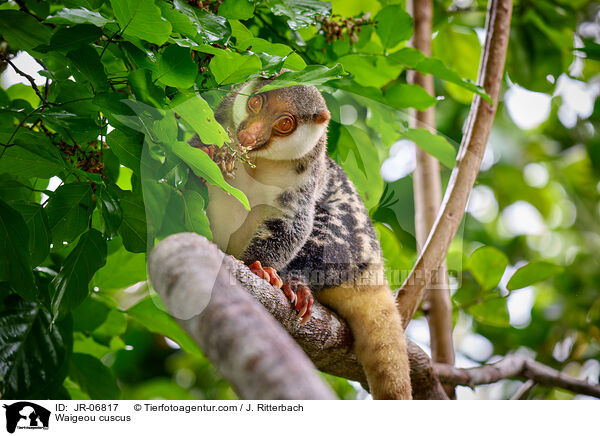 Waigeo-Tpfelkuskus / Waigeou cuscus / JR-06817