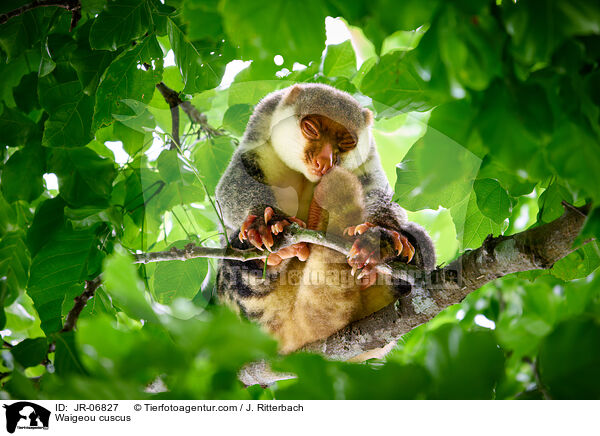 Waigeo-Tpfelkuskus / Waigeou cuscus / JR-06827