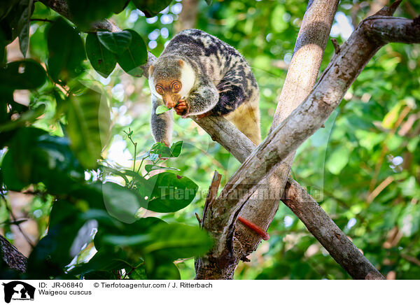 Waigeo-Tpfelkuskus / Waigeou cuscus / JR-06840