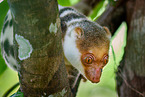 Waigeou cuscus