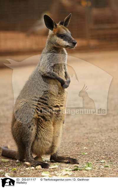 Wallaby / Wallaby / DG-01117