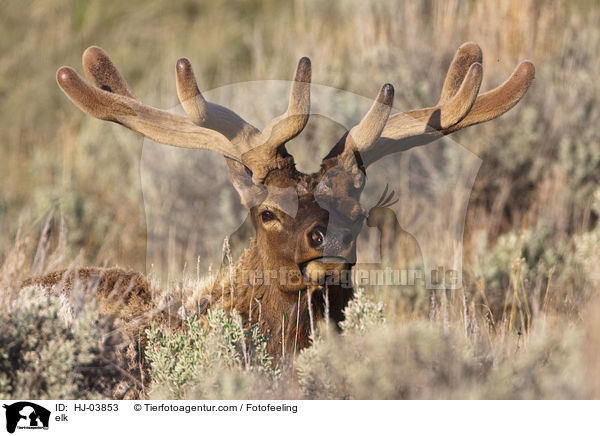 Wapiti / elk / HJ-03853