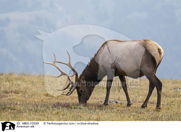 Wapiti / American elk / MBS-10599