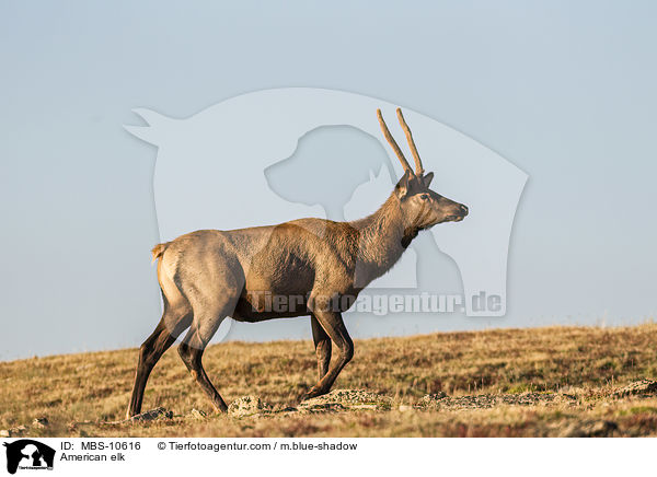 Wapiti / American elk / MBS-10616