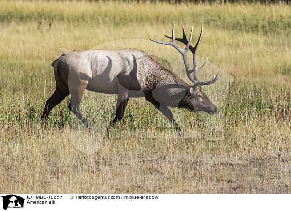 Wapiti / American elk / MBS-10657