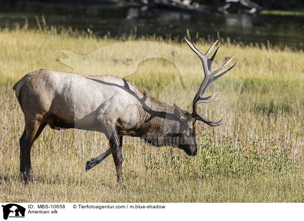 Wapiti / American elk / MBS-10658