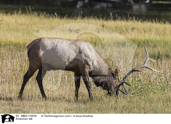Wapiti / American elk / MBS-10659