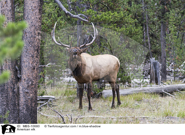 Wapiti / American elk / MBS-10680