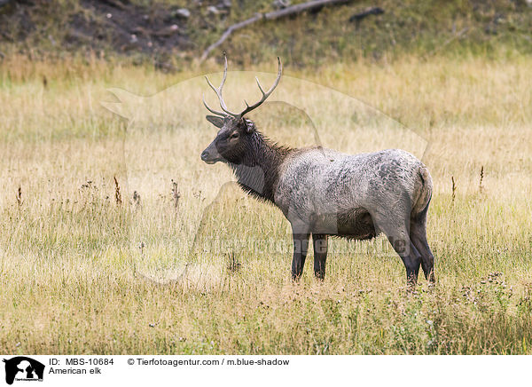 Wapiti / American elk / MBS-10684