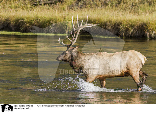 American elk / MBS-10688
