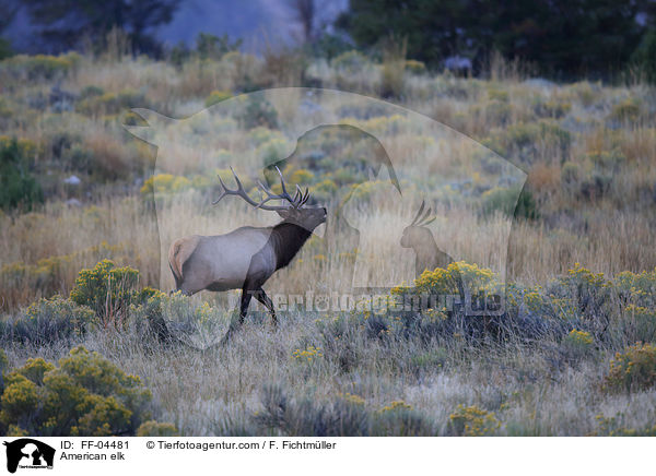 Wapiti / American elk / FF-04481