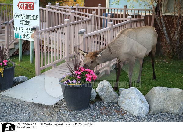 Wapiti / American elk / FF-04482