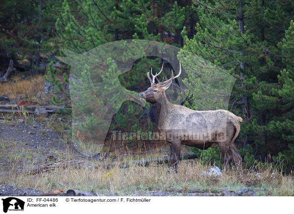 Wapiti / American elk / FF-04486