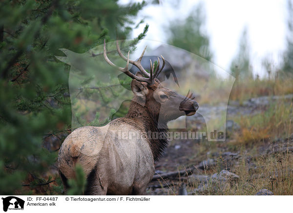 Wapiti / American elk / FF-04487