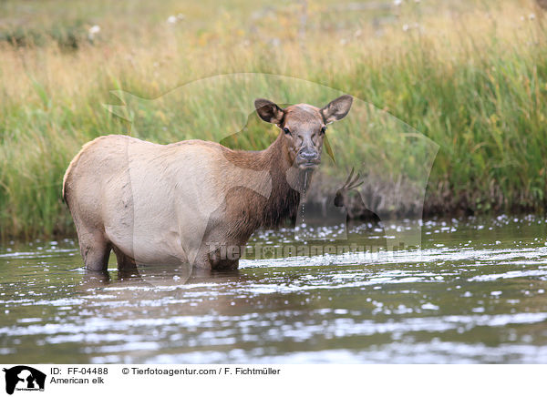 Wapiti / American elk / FF-04488