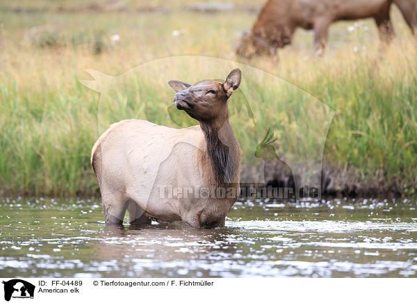 Wapiti / American elk / FF-04489