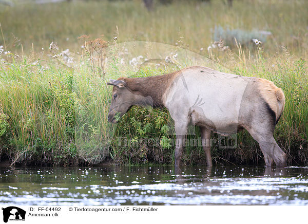 Wapiti / American elk / FF-04492