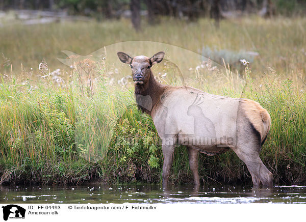 Wapiti / American elk / FF-04493