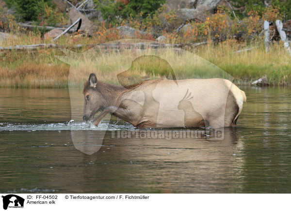 Wapiti / American elk / FF-04502