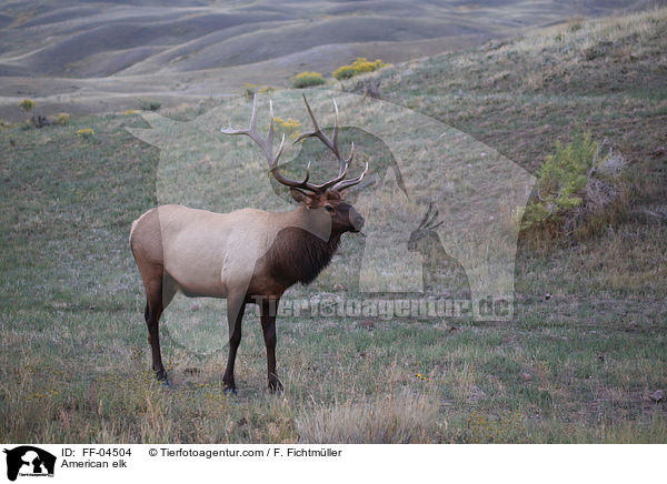 Wapiti / American elk / FF-04504