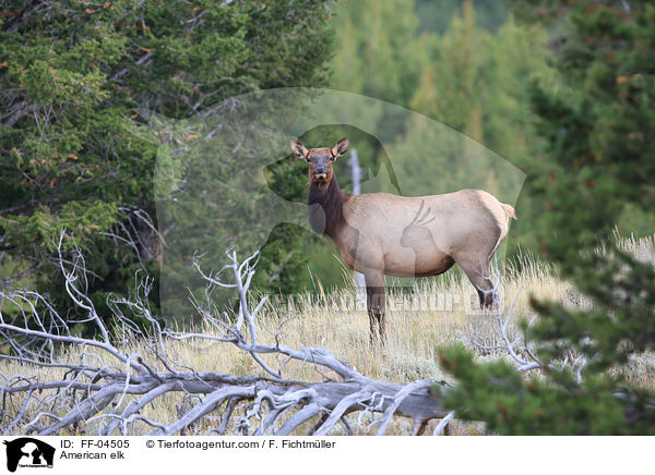 Wapiti / American elk / FF-04505