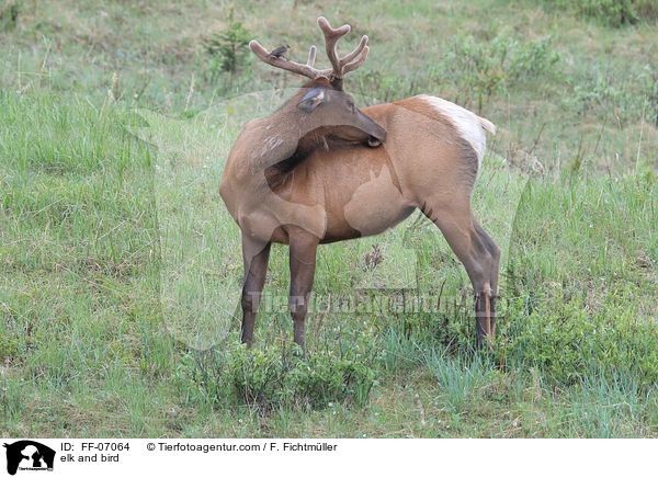 Wapiti und Vogel / elk and bird / FF-07064