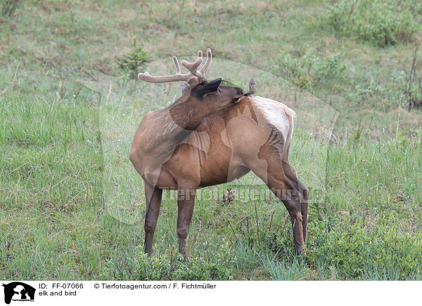 Wapiti und Vogel / elk and bird / FF-07066