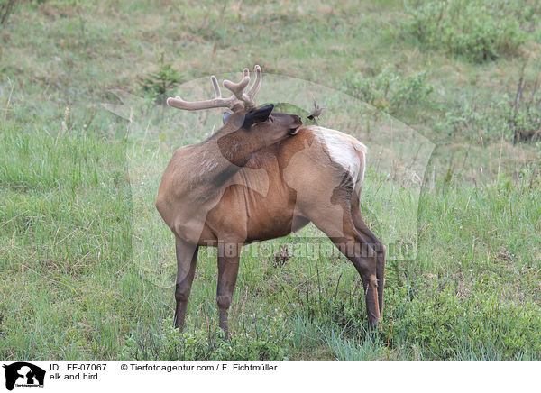 Wapiti und Vogel / elk and bird / FF-07067