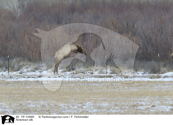 Wapiti / American elk / FF-10990