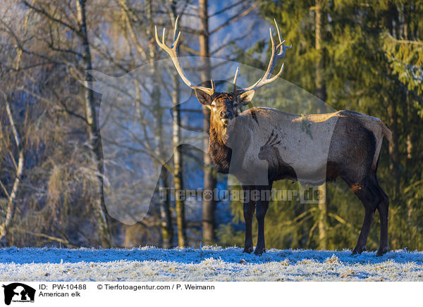 Wapiti / American elk / PW-10488